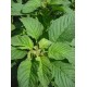 Amaranthus Green